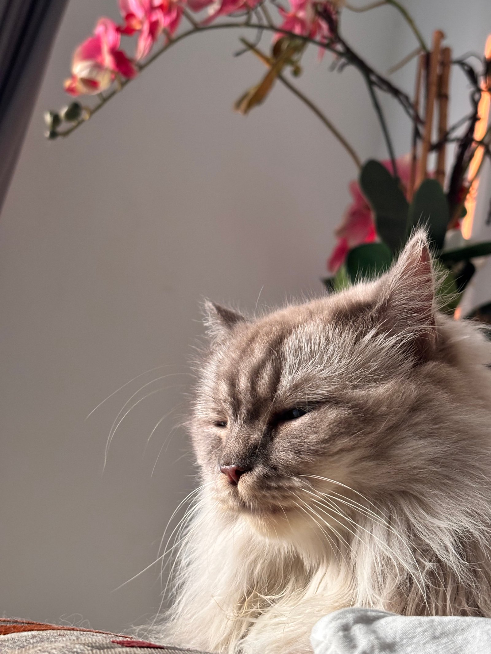 The queen on her throne